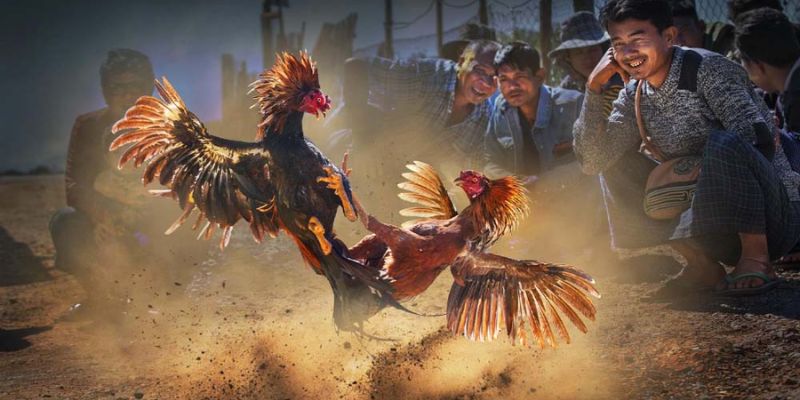 Giới thiệu sơ lược về đá gà Thomo online ở W388