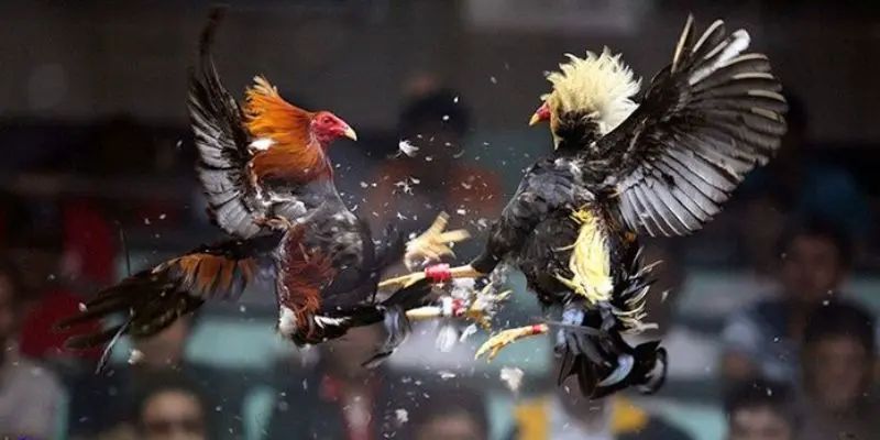 Sự đam mê gà chiến của mọi người sẽ được thỏa mãn tại W388
